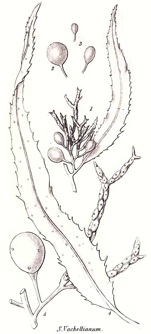 Sargassum vachellianum