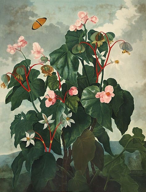 Begonia, standing in for Begonia limprichtii