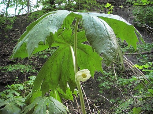 Podophyllum peltatum