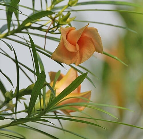 Thevetia peruviana