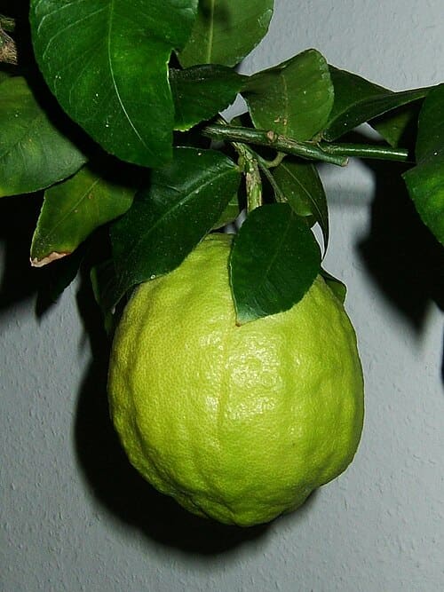 Citrus medica