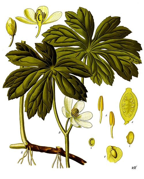 Podophyllum, standing in for Podophyllum emodi