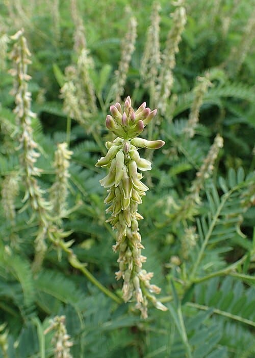 Astragalus falcatus
