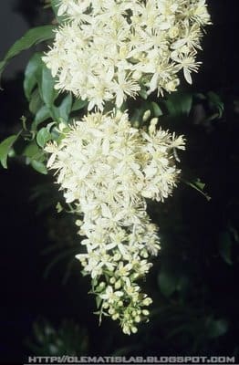 Clematis chinensis