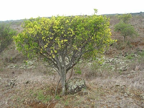 Wikstroemia, standing in for Wikstroemia chamaedaphne