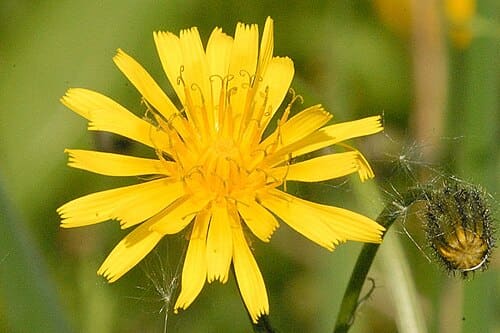 Crepis, standing in for Crepis napifera