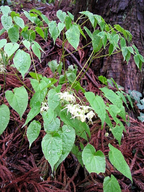 Epimedium koreanum