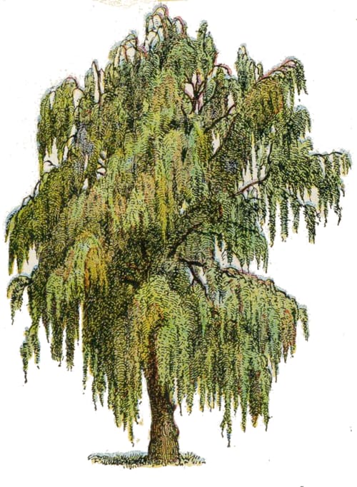 Salix babylonica