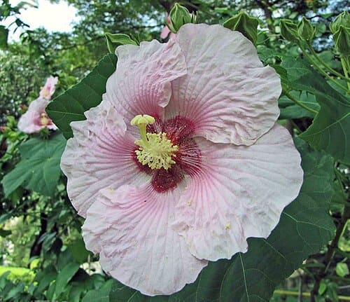 Hibiscus taiwanensis
