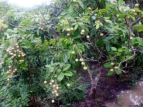 Dimocarpus longan