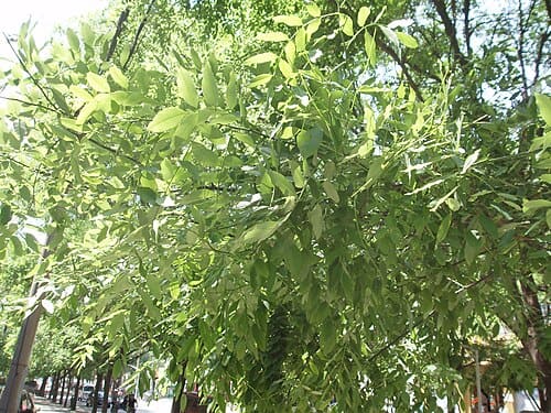 Styphnolobium