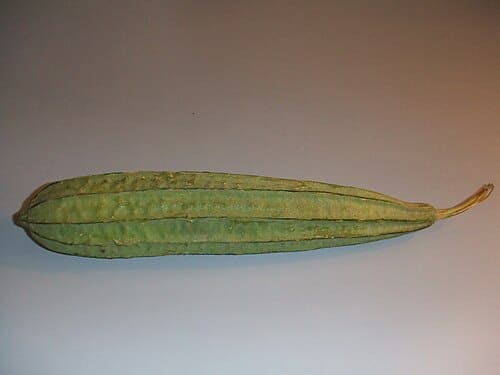 Luffa acutangula