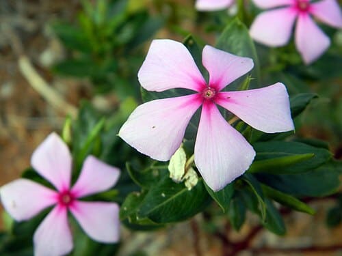 Catharanthus roseus