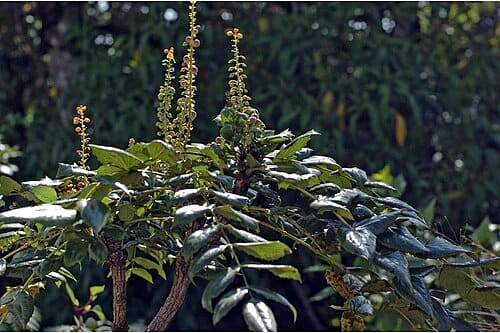 Mahonia leschenaultii