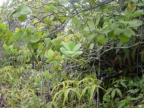 Santalum, standing in for Santalum madagascariense