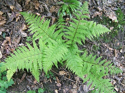 Athyrium, standing in for Athyrium caucasicum