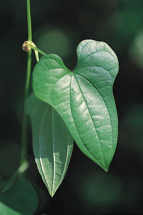 Dioscorea polystachya