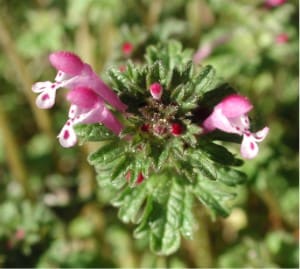 Lamium