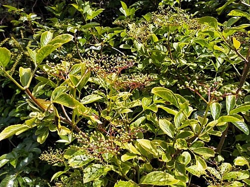 Sambucus nigra