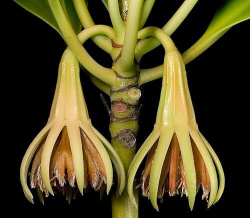 Rhizophora stylosa
