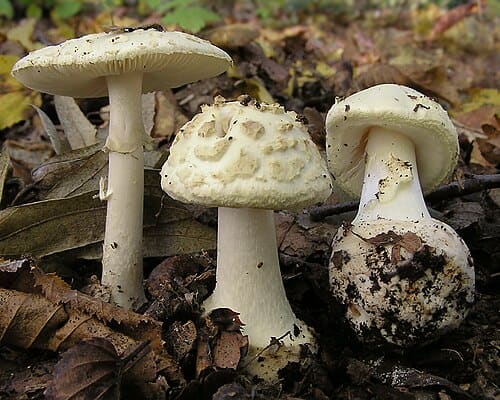 Fungi, standing in for Fungi marinus