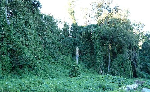 Pueraria lobata