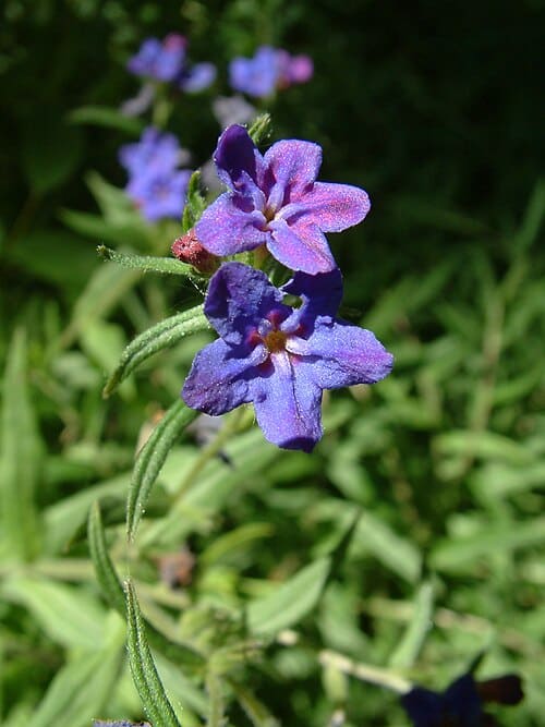 Lithospermum, standing in for Lithospermum nobilis
