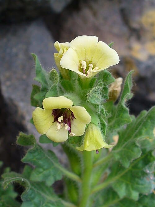 Hyoscyamus albus