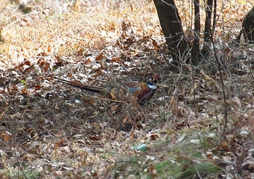 Phasianus colchicus