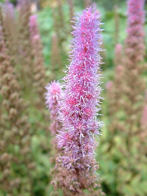 Astilbe chinensis
