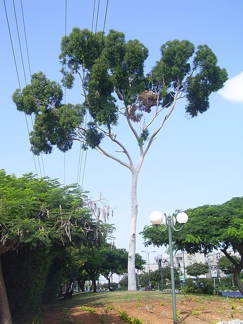 Eucalyptus citriodora