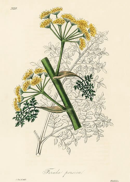 Ferula persica
