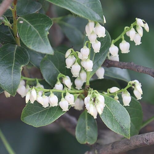 Vaccinium bracteatum