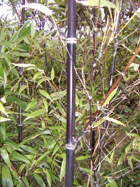 Phyllostachys, standing in for Phyllostachys pubescens