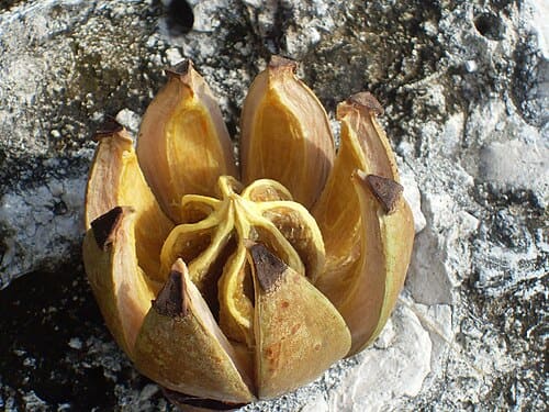 Guttiferales, standing in for Guttiferae fijiana