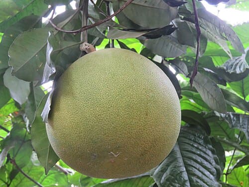 Citrus grandis