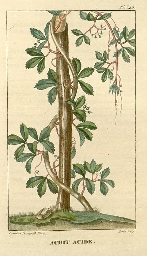 Cissus trifoliata