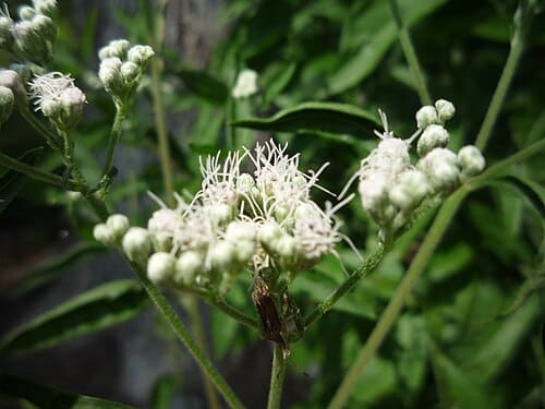Eupatorium serotinum