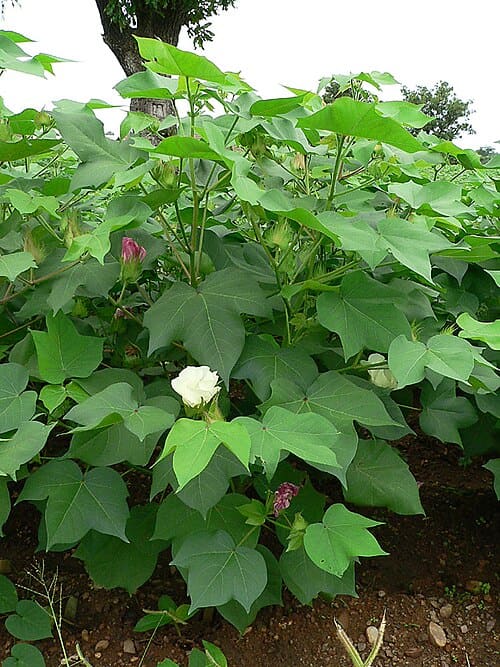Gossypium hirsutum