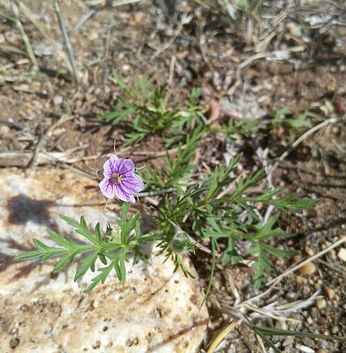 Erodium stephanianum