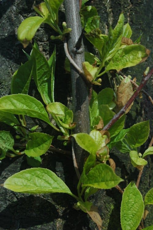 Schisandra, standing in for Schisandra longipes