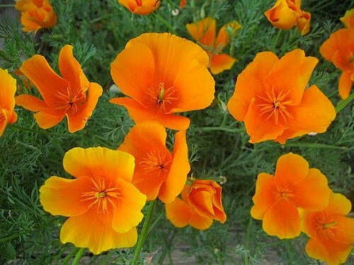 Eschscholzia