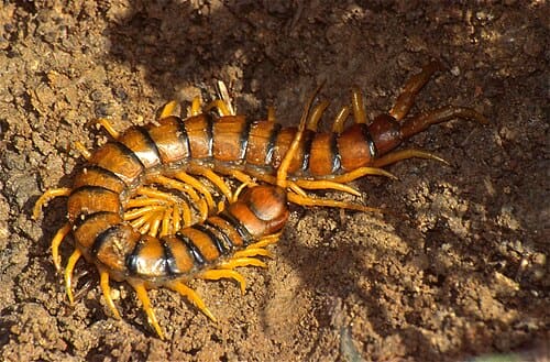 Scolopendra