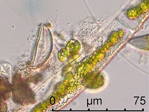 Chaetosphaeridium, standing in for Chaetosphaeridium indicum