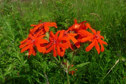 Lychnis fulgens