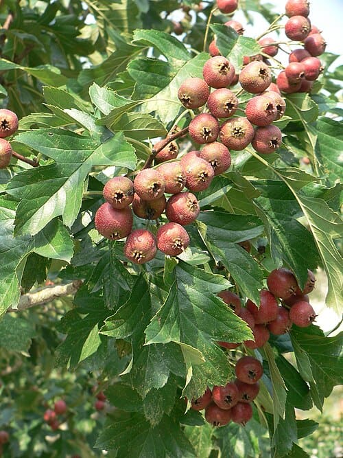 Crataegus pinnatifida
