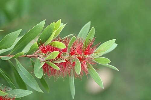 Callistemon rigidus