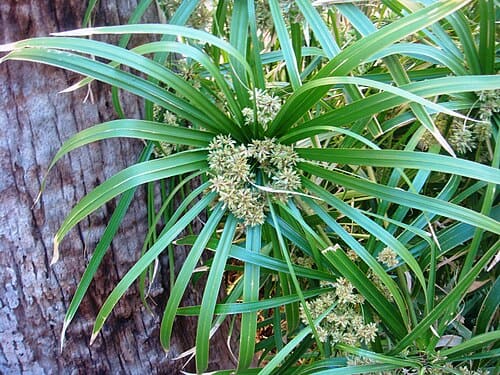 Cyperus