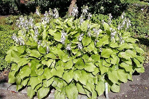 Hosta plantaginea