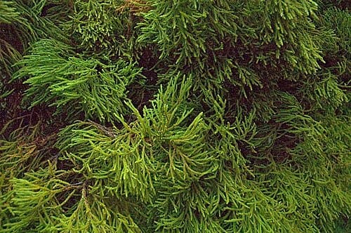 Dacrydium
